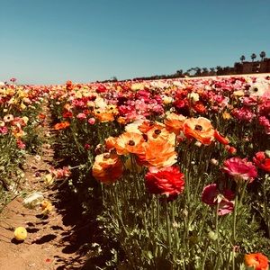 Meet your Posher, Marisol